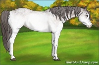 Horse Color:White Spotted Brown Blanket