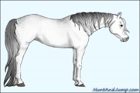 Horse Color:Gray White Spotted Black