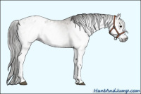 Horse Color:Gray White Spotted Grullo Blanket 