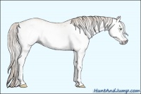 Horse Color:Gray White Spotted Silver Sable Cream Champagne 