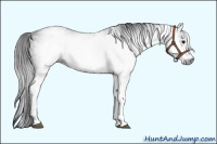 Horse Color:Gray White Spotted Black 