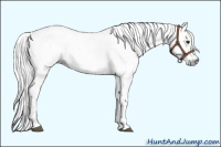 Horse Color:Gray White Spotted Bay 