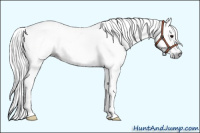 Horse Color:Gray White Spotted Black 