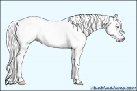 Horse Color:Gray White Spotted Silver Amber Cream Champagne Dun