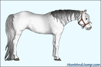Horse Color:Gray White Spotted Black 
