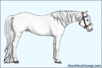 Horse Color:Gray White Spotted Bay Roan 