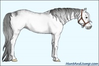 Horse Color:Gray White Spotted Black Frame 