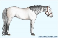 Horse Color:Gray White Spotted Bay Dun Sabino 