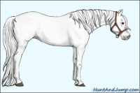 Horse Color:Gray White Spotted Black Sabino 