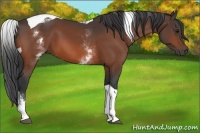Horse Color:White Spotted Bay Tobiano