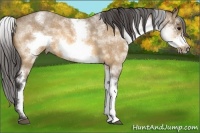 Horse Color:White Spotted Buckskin Roan Frame