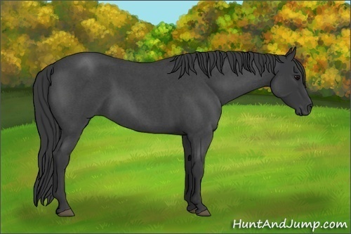 Horse Color:Blue Roan 