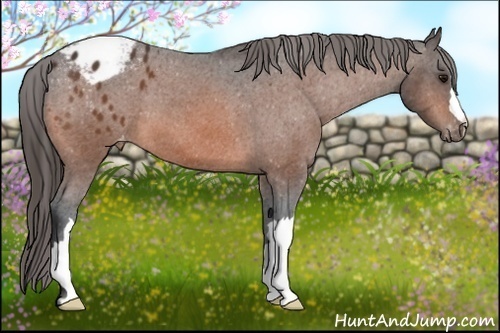 Horse Color: Unknown 