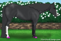 Horse Color:Black 