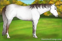 Horse Color:Gray Chestnut Sabino 