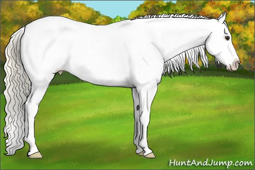 Horse Color: Palomino Roan Blanket 