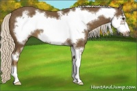 Horse Color:Chocolate Palomino Sabino Frame