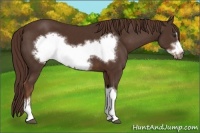 Horse Color:Liver Chestnut Frame 