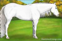 Horse Color:Palomino Pearl Appaloosa Rabicano