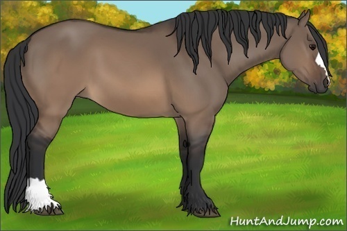 Horse Color: Brown Dun 