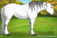 Horse Color:Gray White Spotted Black Tobiano Appaloosa