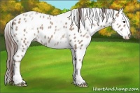 Horse Color:White Spotted Classic Champagne Roan Splash Appaloosa 