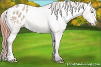 Horse Color:Sable Champagne Roan Dun Appaloosa