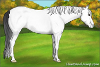 Horse Color:White Spotted Black