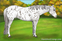 Horse Color:White Spotted Grullo Appaloosa Rabicano 