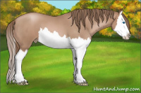 Horse Color:Blue Roan Pearl Splash 