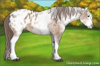 Horse Color:White Spotted Bay Dun Splash Appaloosa Rabicano 