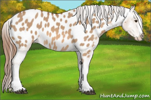 Horse Color: Red Dun Near Leopard 