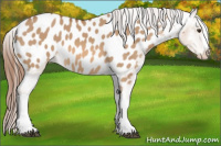 Horse Color:Red Dun Appaloosa 