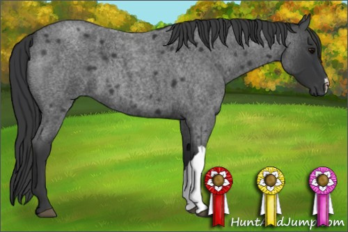 Horse Color:Blue Roan 