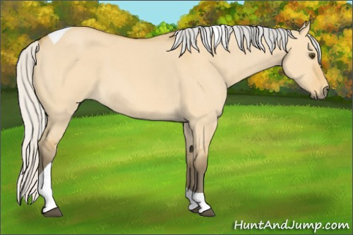 Horse Color:Silver Buckskin Roan Dun Tobiano 
