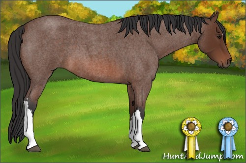 Horse Color:Bay Roan 