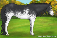 Horse Color:White Spotted Brown