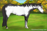 Horse Color:Buckskin Frame 