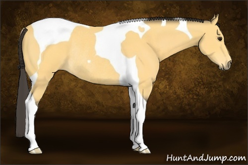 Horse Color:Buckskin Tobiano Rabicano