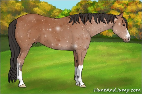 Horse Color: Bay 