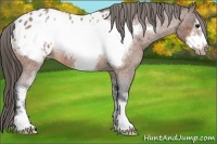 Horse Color:Bay Roan Sabino Frame Blanket 