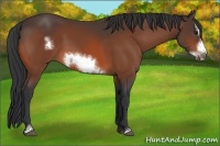 Horse Color:Bay Sabino Frame
