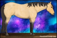 Horse Color:Buckskin Roan Sabino 