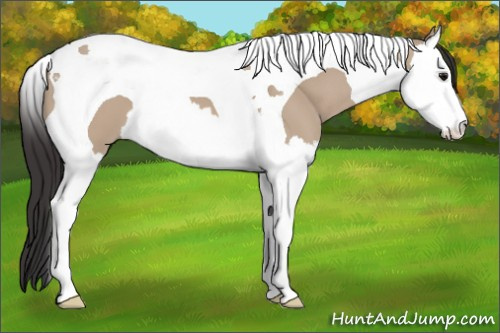 Horse Color: Bay Dun Splash Tobiano 