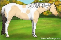 Horse Color:Buckskin Dun Tobiano