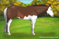 Horse Color:Bay Splash 