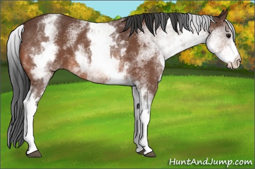 Horse Color: Unknown 