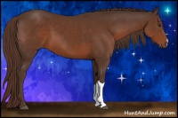 Horse Color:Liver Chestnut 