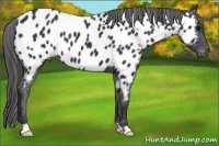 Horse Color:Black Near Leopard 
