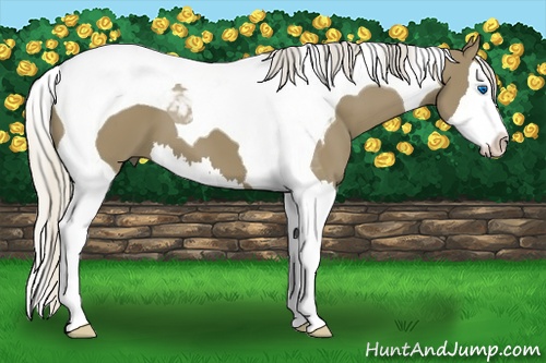 Horse Color: Silver Smoky Black Splash Tobiano 